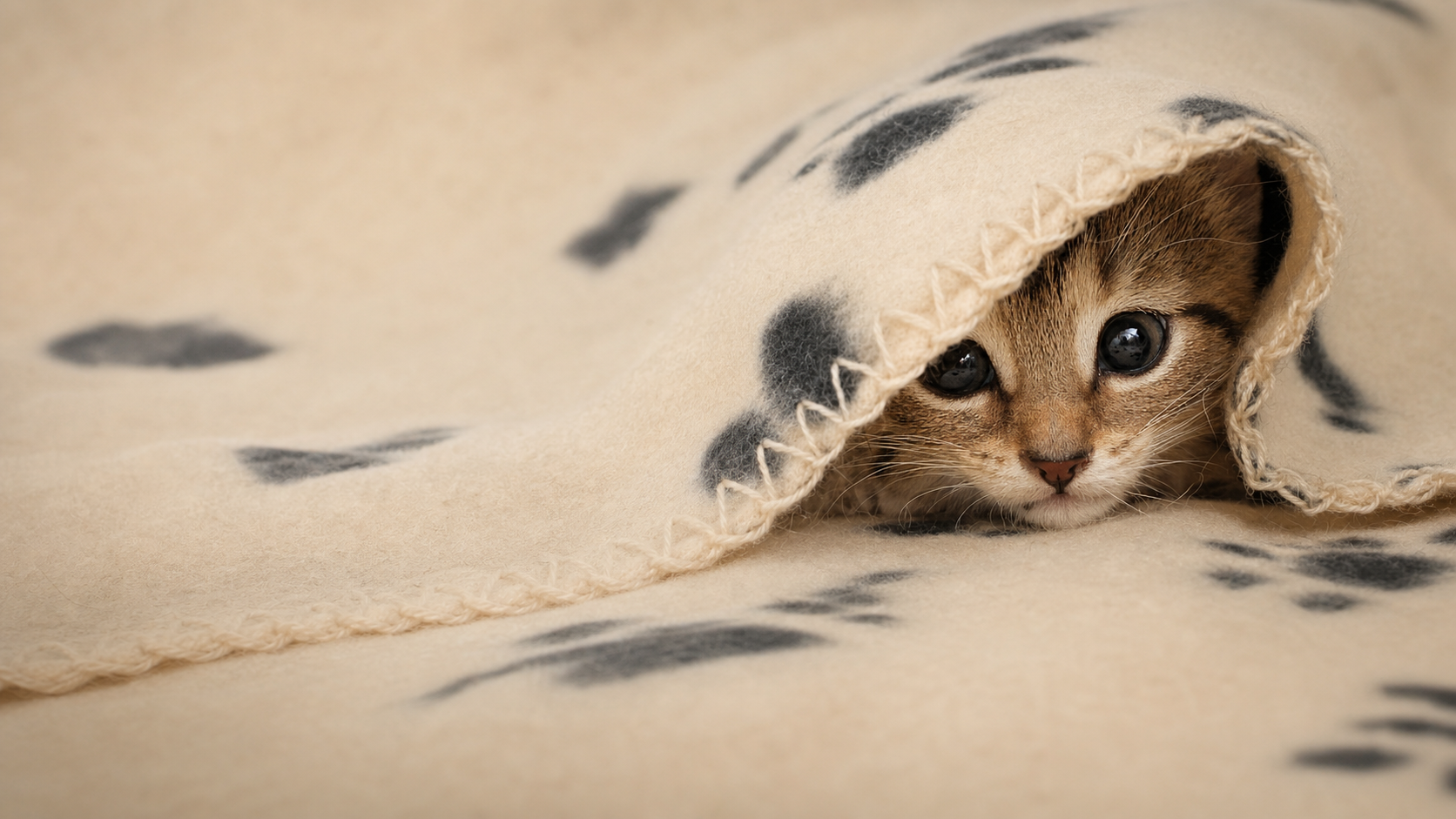 A young cat watching from beneath the edge of a blanket